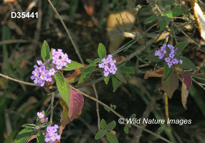 Lantana fucata (Verbenaceae)